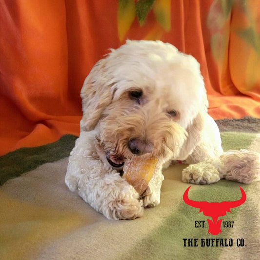 Buffalo Paddywack - Dog Treats - 100g - Wild Paws and Claws