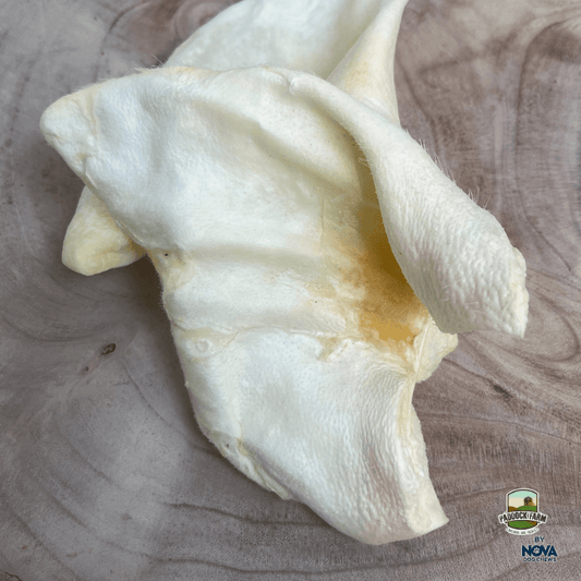 Treat your dog to our XL Puffed Pig Ear! A low-fat, less-greasy alternative to traditional pig ears.