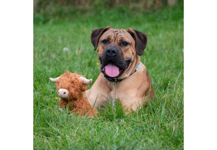 Fergus the Highland Cow - Dog Toys - Wild Paws and Claws