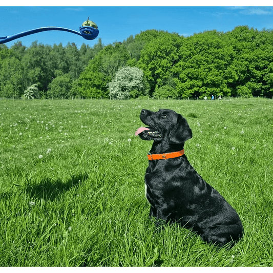 CHEWTOPIA BALL LAUNCHER - Wild Paws and Claws