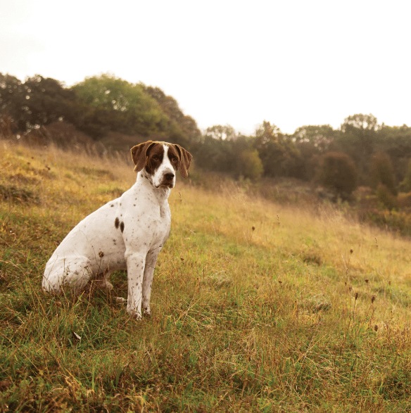ESSENTIAL SUPERIOR LIVING - 10KG (WORKING DOG) - Wild Paws and Claws