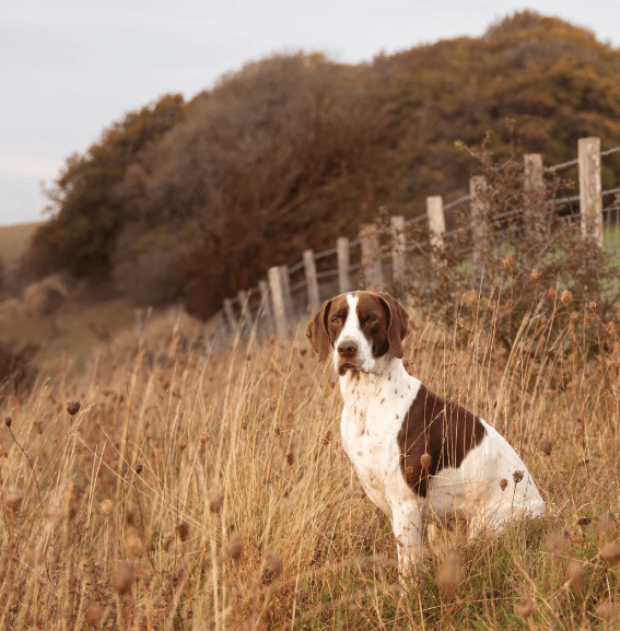 ESSENTIAL NAUTICAL LIVING - 10KG (WORKING DOG) - Wild Paws and Claws