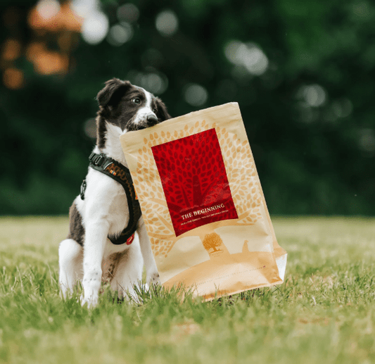 ESSENTIAL THE BEGINNING - 2.5KG PUPPY - Wild Paws and Claws