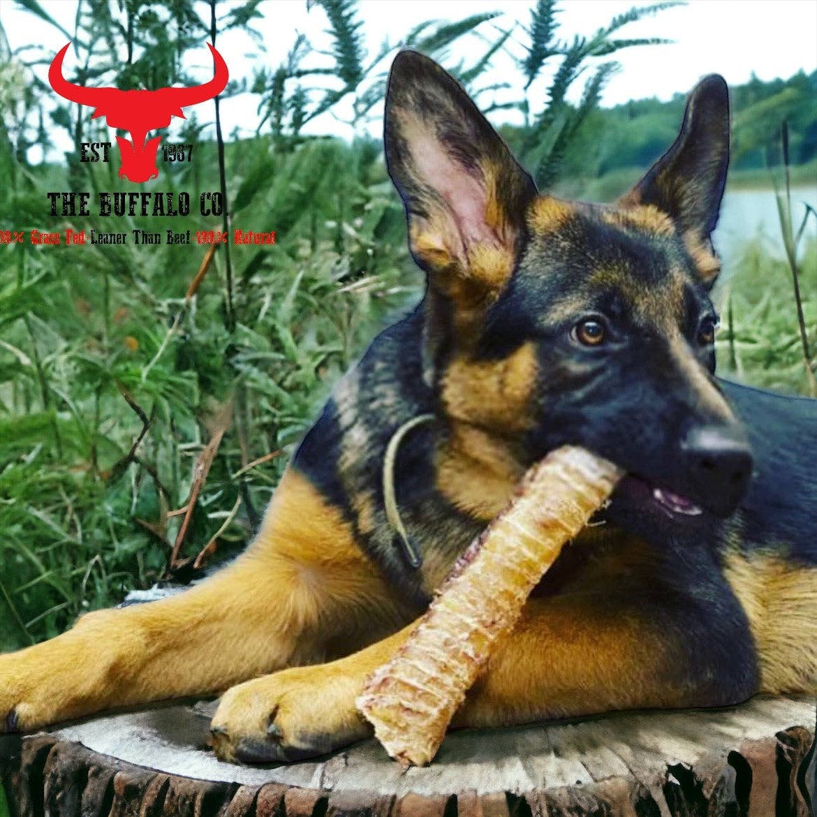 Buffalo Trachea Rounds - Dog Treats - 100g - Wild Paws and Claws