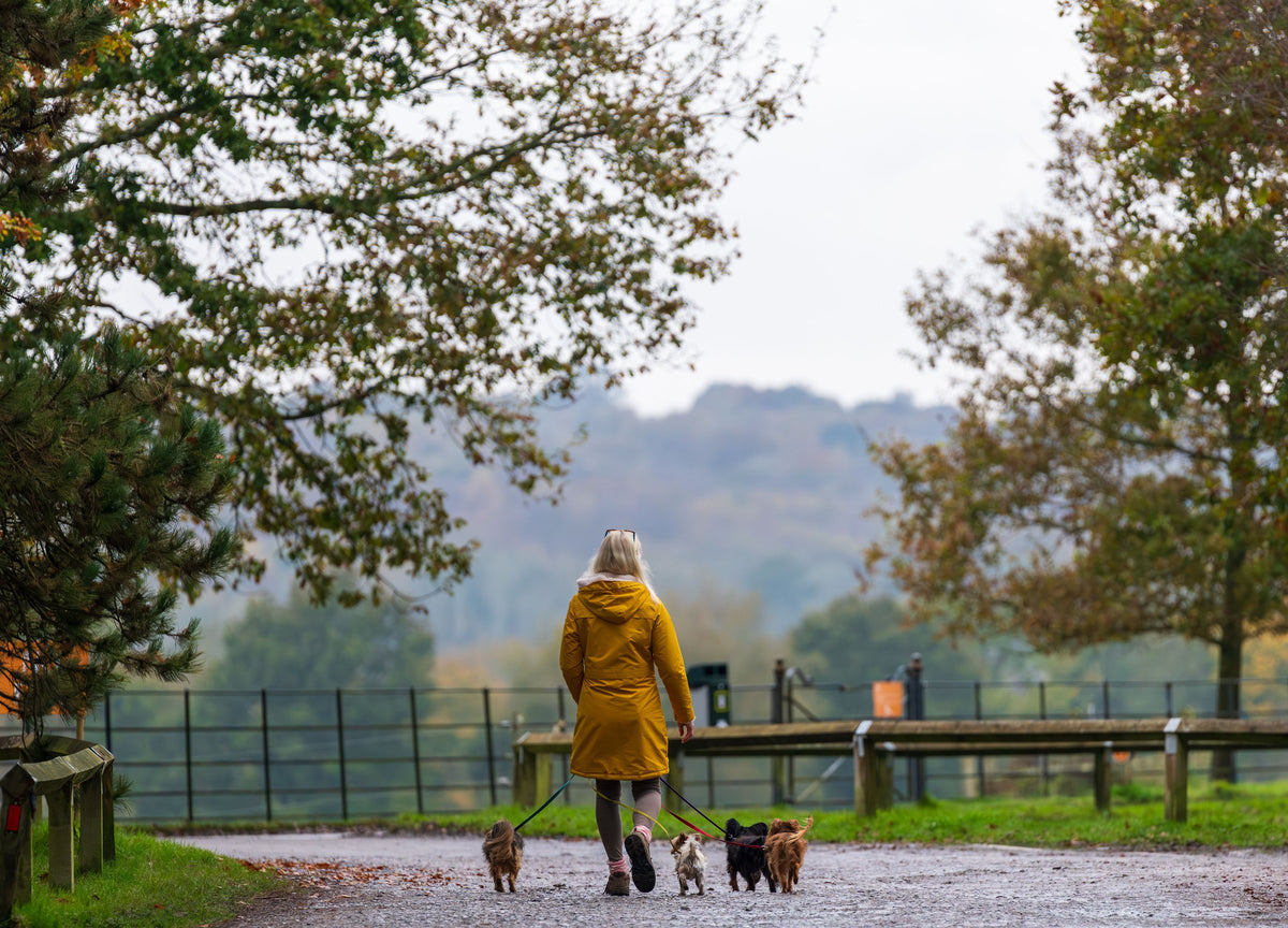 Woman in a yellow coat walking four small dogs in an autumn park