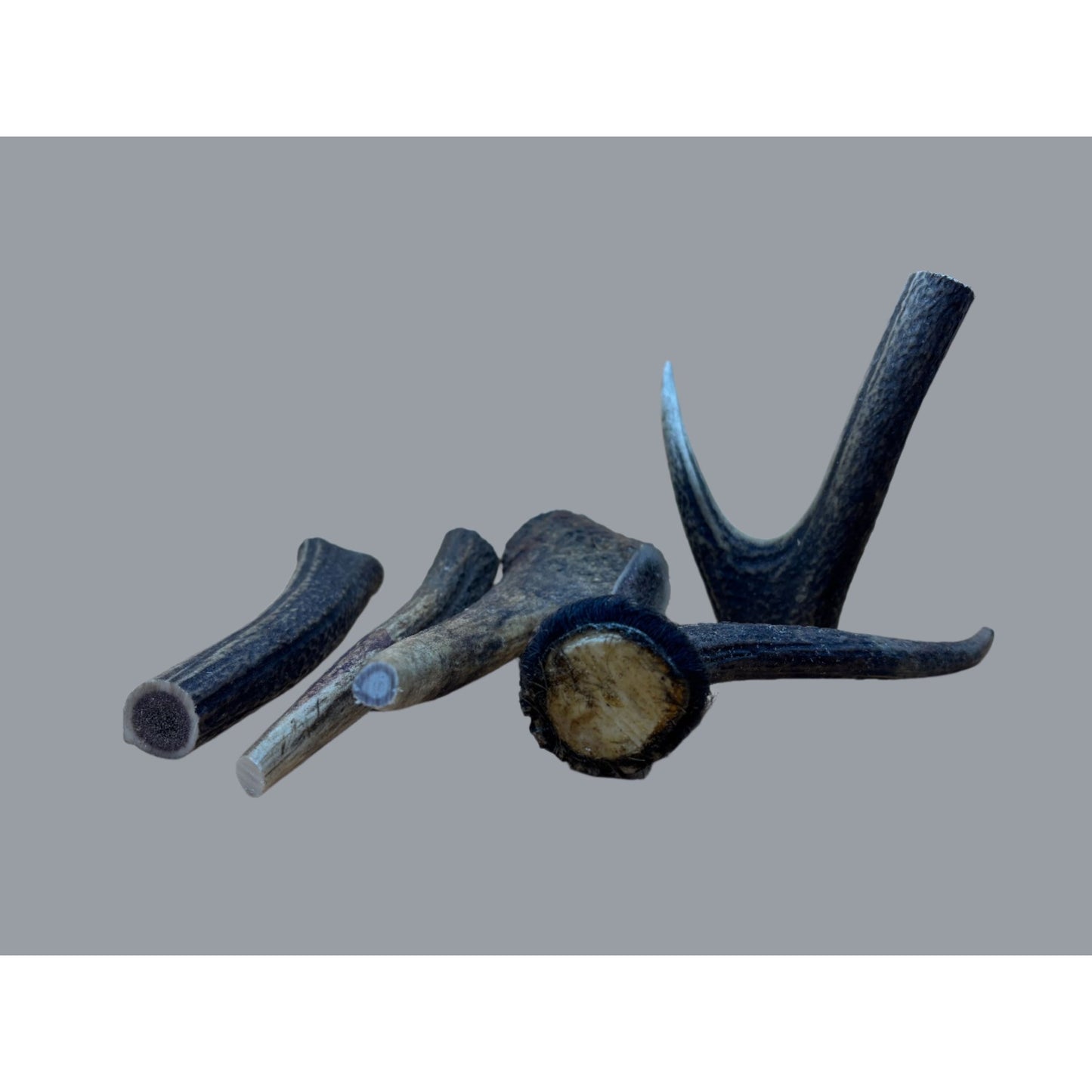 WILD ANTLER - DOG CHEWS - Wild Paws and Claws