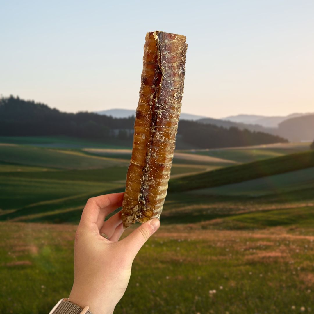 Beef Trachea - 24cm - Natural Treat