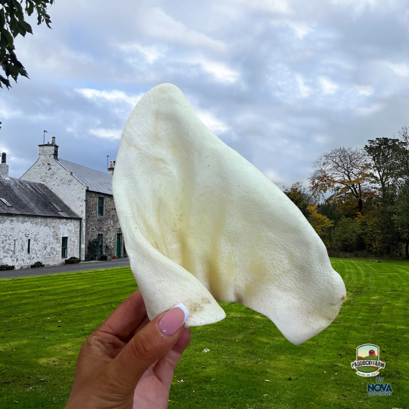 Puffed Pig Ear - XL
