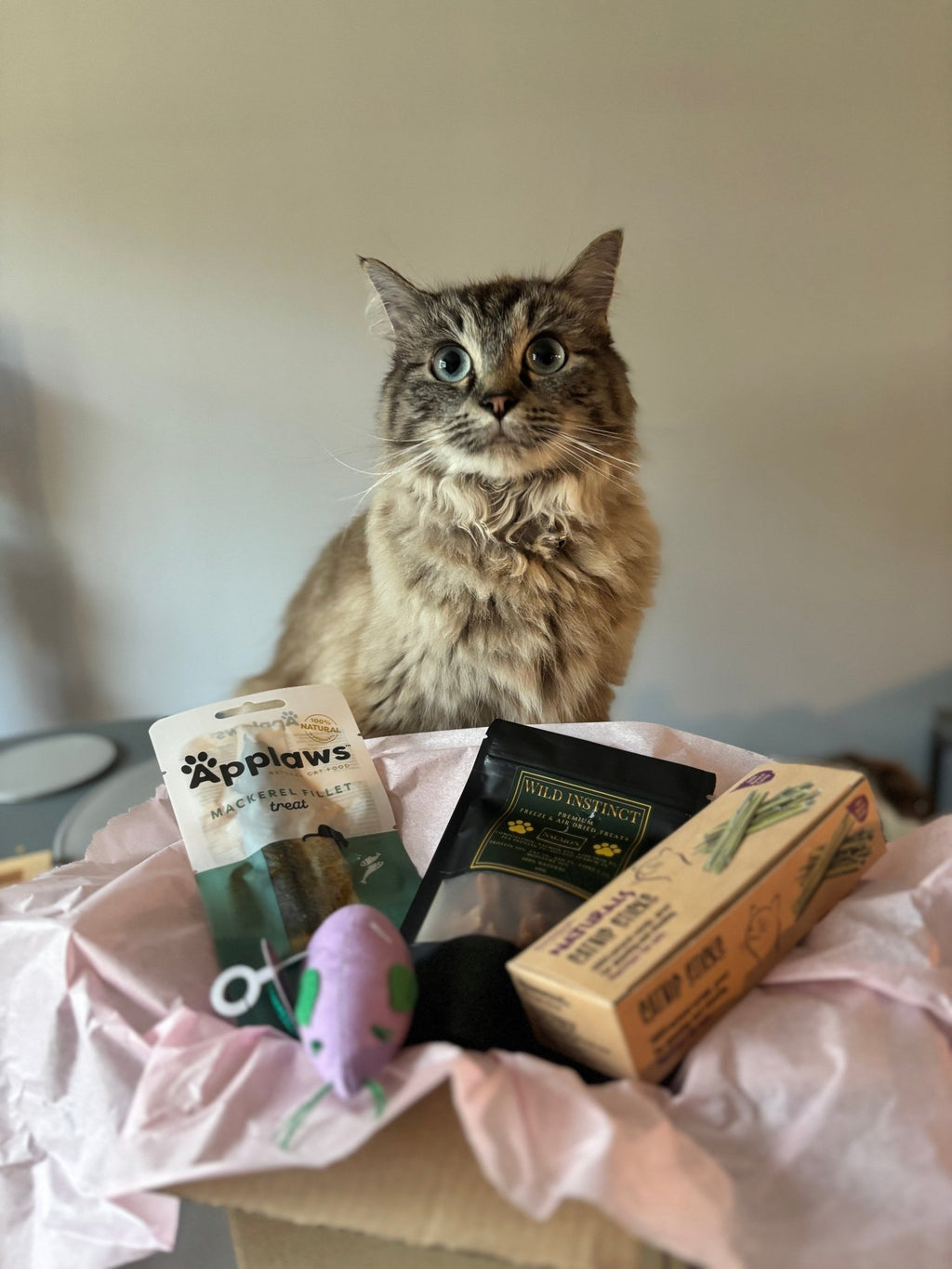 Wild Cat Box Premium Treat & Toy Hamper - Wild Paws & Claws