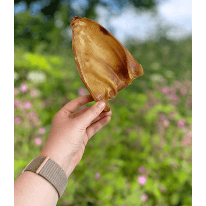 MEDIUM PIG EAR - 1 PIECE - Wild Paws and Claws