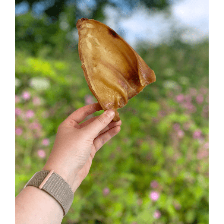 MEDIUM PIG EAR - 1 PIECE - Wild Paws and Claws