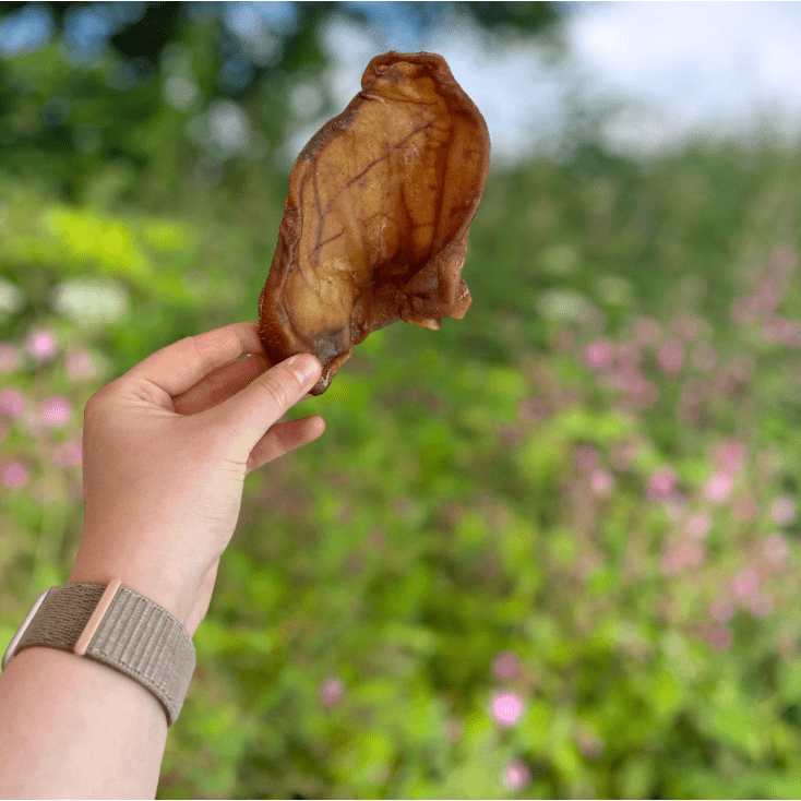 LARGE PIG EARS - 10 PACK - Wild Paws and Claws