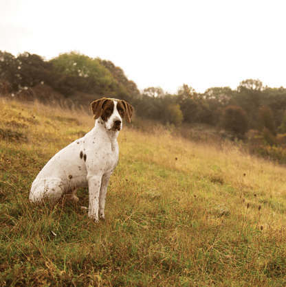 ESSENTIAL SUPERIOR LIVING - 10KG (WORKING DOG) - Wild Paws and Claws