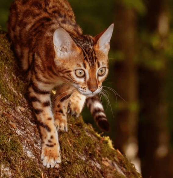 ESSENTIAL THE JAGUAR - CAT FOOD - Wild Paws and Claws