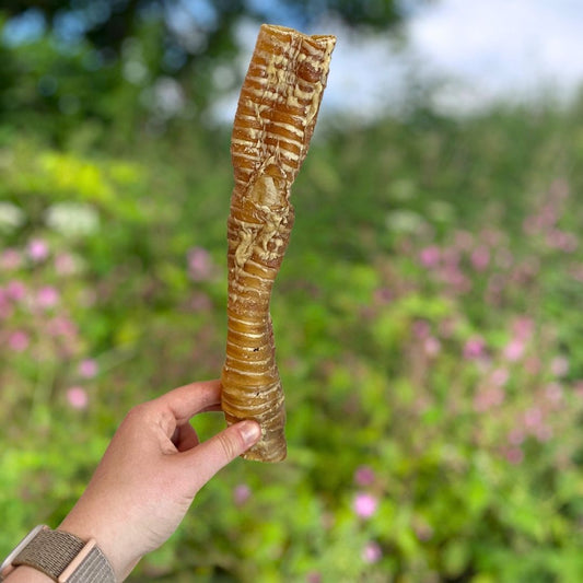 Buffalo Trachea - 30cm