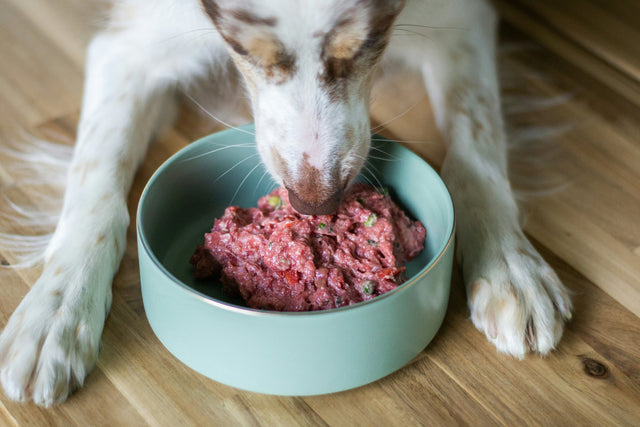 Dog eating raw food from a bowl