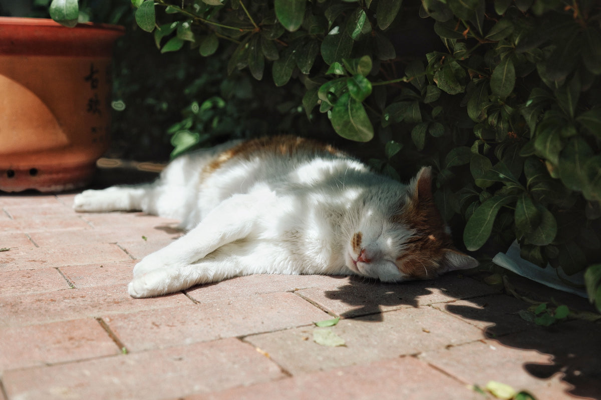 White and ginger cat asleep in the sun beside a plant