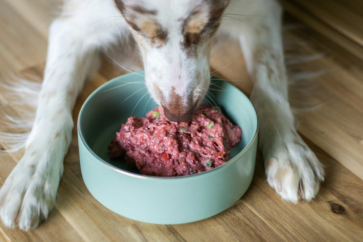Dog eating raw food from a green bowl