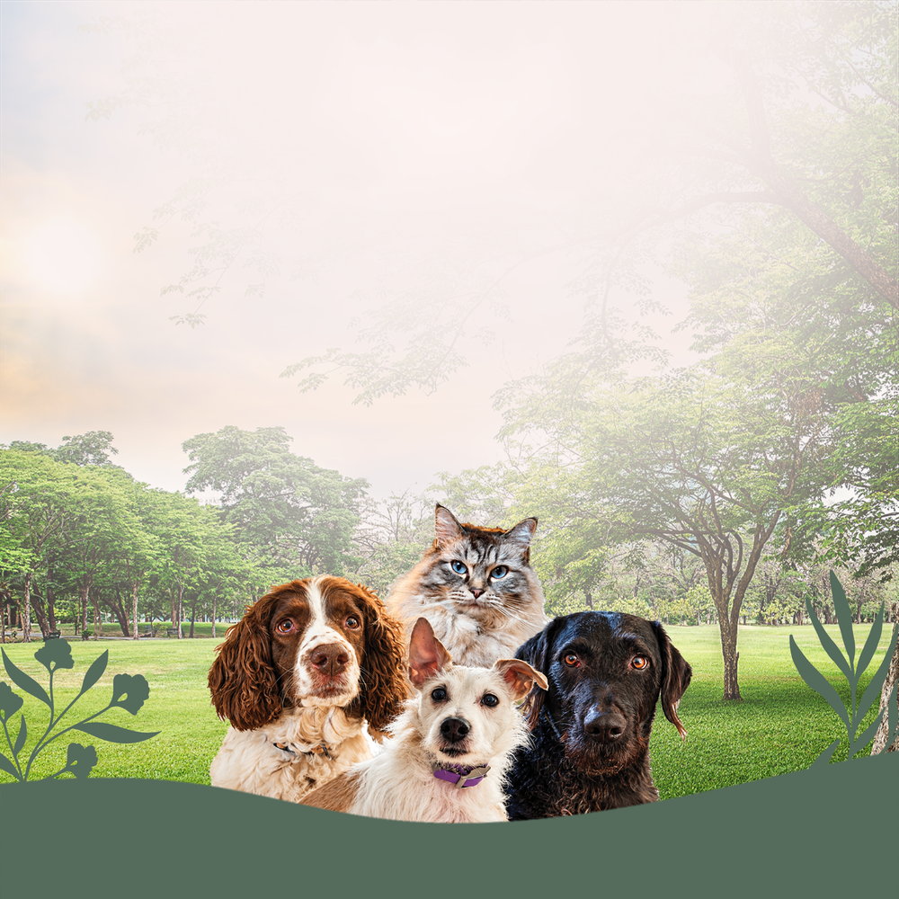 Two spaniels, a terrier and a long-haired cat together in a park