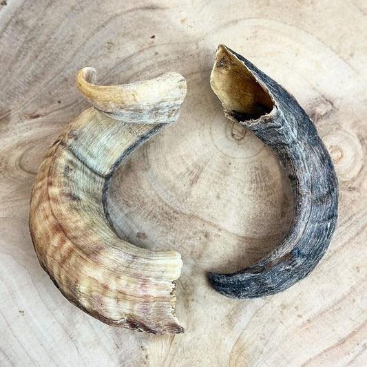 Lamb horn