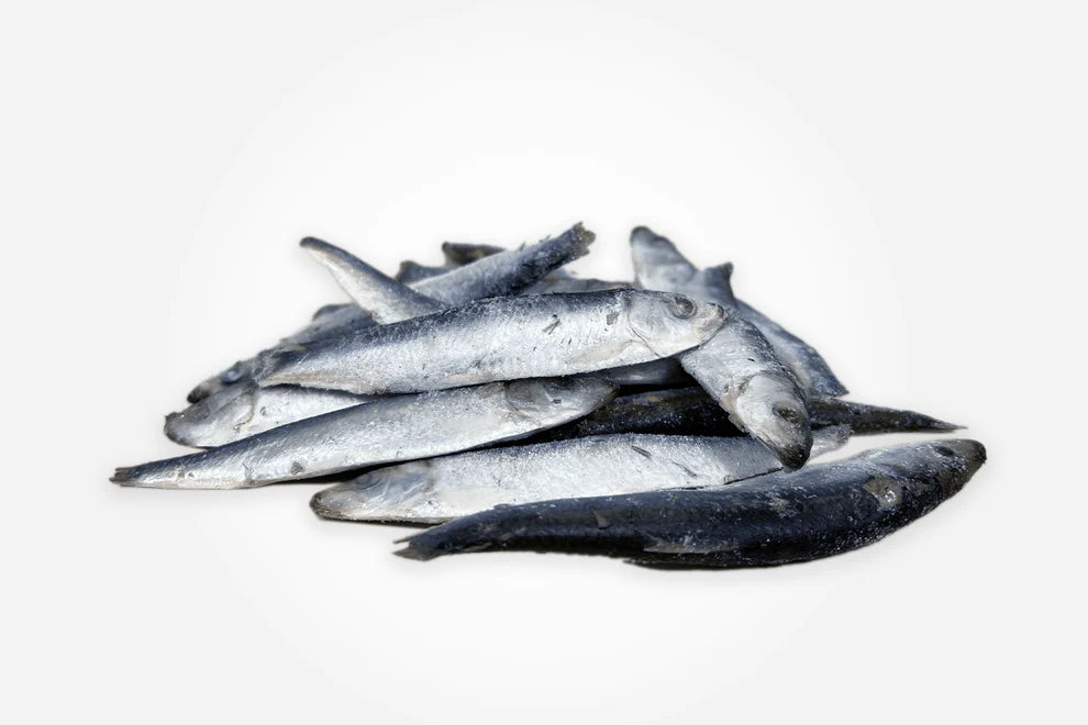Mersey raw - Frozen - Sprats 1kg