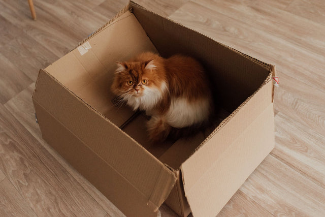Cat sitting in an open delivery box